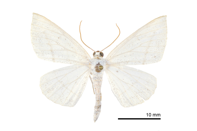 Lomographa perapicata Male